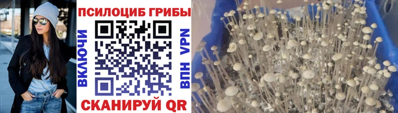 Галлюциногенные грибы GOLDEN TEACHER  omg   Котельниково  цены  